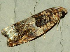 Tortricid Moth